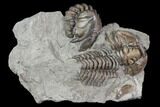 Two Flexicalymene Trilobites In Shale - Ohio #84609-1